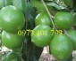 Giống cây chanh tứ quý, chanh tứ quý, cây chanh, cây chanh tứ quý, kĩ thuật trồng tứ quý