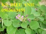 Chuyên cung cấp cây giống, hạt giống kim tiền thảo, số lượng lớn, chất lượng cao, hỗ trợ bao tiêu sản phẩm đầu ra.