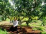 Giống cây bơ sáp, bơ sáp, cây bơ sáp, cây bơ, kĩ thuật trồng cây bơ