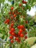 Bán hạt giống ca chua: cà chua bi, cà chua đen, cà chua tím, cà chua quả lê.