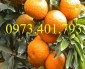 Giống  cây cam sành, cam sành, cây cam sành, kĩ thuật trồng cây cam sành