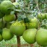Giống Cây Bưởi Hoàng chất lượng, uy tín