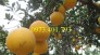 Cây giống bưởi lùn Tứ Xuyên Nhập Khẩu, bưởi lùn Tứ Xuyên, bưởi lùn , cây bưởi lùn Tứ Xuyên, cây bưởi