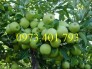 Cây giống táo Đại, táo Đại, cây táo Đại, táo, cây táo