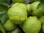 Chuyên cung cấp Cây Giống ổi Nữ Hoàng chất lượng, uy tín, giá rẻ