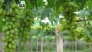 Giống cây nho xanh Ninh Thuận, nho xanh Ninh Thuận, nho xanh, kĩ thuật trồng nho xanh Ninh Thuận