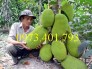 Giống cây mít không hạt, mít không hạt, cây mít không hạt, mít, cây mít