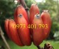 Cây giống chuối đỏ, chuối đỏ, cây chuối đỏ, cây chuối, thông tin cây chuối đỏ