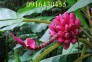 Giống chuối đỏ