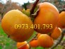 Giống cây hồng giòn, cây hồng giòn, hồng giòn, kĩ thuật trồng cây hồng giòn