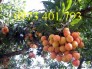 Chuyên Cung cấp giống cây Vải Không Hạt giá rẻ, uy tín