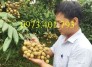 Chuyên cung cấp cây giống nhãn miền Hà Tây giá rẻ