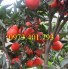 Giống cây Quýt đỏ Mỹ