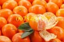 Giống cây quýt đường, quýt đường, cây quýt đường, kĩ thuật trồng cây quýt