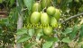 Giống cây cóc thái, cóc thái, cây cóc thái, cây cóc, kĩ thuật trồng cây cóc thái