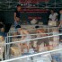 Dịch vụ vận chuyển hàng ghép giá rẻ đi Bắc- Trung - Nam