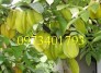 Giống cây Khế chua