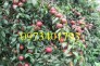 Giống cây mận hậu giá rẻ, chất lượng