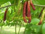 Giống Cây Dâu Quả Dài Đài Loan, Dâu Quả Dài Đài Loan, Cây Dâu Quả Dài, Kĩ Thuật Trồng Dâu Quả Dài Đài Loan