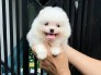 BinBon DogShop chuyên giống POM&Poodle