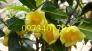 Cây Giống trà hoa vàng uy tín, giá rẻ