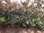 Chuyên cung cấp cây giống ổi tím, giống cây ổi tím Malaysia, giao cây toàn quốc lh 0968067905
