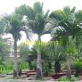 Giống cây cau tứ qúy, cau tứ qúy, cây cau, cây cau tứ qúy