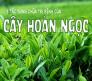 Cây hoàn ngọc hỗ trợ ngừa ung thư