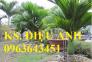 Cây giống, cây to cau lùn, cau tứ quý, cau ta chuẩn giống mua ở đâu? LH trung tâm giống cây trồng công nghệ cao