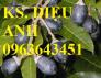 Mua cây giống trám: cây giống trám đen, cây giống trám trắng chuẩn giống ở đâu?