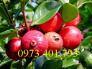 Chuyên Cung cấp các loại cây giống ổi chất lượng