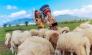 Tour Vũng Tàu 2N1Đ khởi hành hàng tuần - Khám phá Đồng Cừu Suối Nghệ