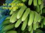 Chuyên cây giống chuối cấy mô: Chuối tiêu hồng, chuối già lùn, chuối laba, chuối đỏ Đăcca