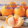 Cung cấp giống cây quýt chum, giống cây quýt hồng, chuẩn giống, giao hàng toàn quốc