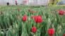 Giống hoa tulip