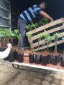 Kỹ thuật trồng và chăm sóc Mít Thái ra trái quanh năm