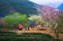 Tour Tây Bắc: Mộc Châu-Sơn La -Điện Biên - Sapa -Fansipan 5N4Đ