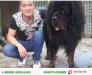 Bán chó ngao Tây tạng thuần chủng
