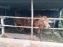 Bán 02 con bò bô(1 đực + cái bầu 8 tháng) tại Long Khánh Đồng Nai