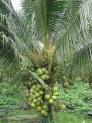 Cây giống dừa xiêm lùn, giống cây dừa xiêm lùn, dừa xiêm xanh lùn, chuẩn giống.