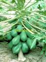Chuyên cung cấp cây giống Đu Đủ lùn Thái giá rẻ