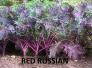 Hạt giống cải xoăn Red Russian kale nhập Mỹ