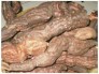 Hà thủ ô tươi