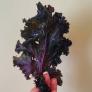 Hạt Giống Cải Kale Tím Đỏ Sẫm ( Redbor Kale )