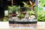 Terrarium-Sơn Thủy