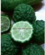 Cây giống Chanh Thái Lá Số 8 (Hay Còn Gọi Cây Chúc, Kaffir Lime)