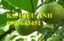 Chuyên cung cấp cây giống: cây chay giống, cây chay cỡ lớn