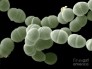 Streptococcus Thermophilus