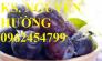 Cây giống mận đen Đài Loan, mận đen nhập khẩu. Chuẩn giống, giá tốt