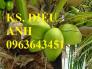 Chuyên cung cấp cây giống dừa: dừa xiêm xanh lùn, dừa xiêm dứa, dừa xiêm xanh, dừa lục, dừa đỏ, dừa lửa.